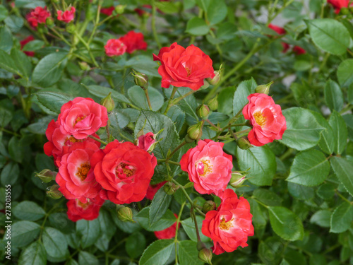 Beautiful roses bloomed in the city park.