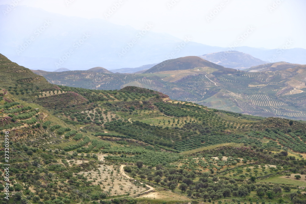 Olive plantations Crete ,Greece, Europe