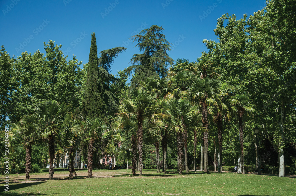 Palm trees and lush vegetation in a leafy garden in Madrid