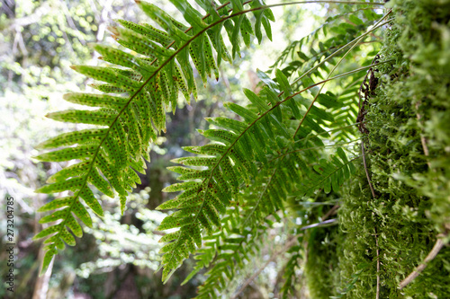 green ferns in tropical forest