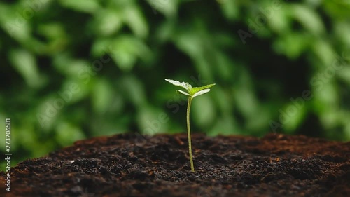 Wallpaper Mural Cannabis plant seedling in flowerpot, Indica dominant hybrid, with blurred mature plants moving in wind on the background. in slow motion Under the drops of water Torontodigital.ca