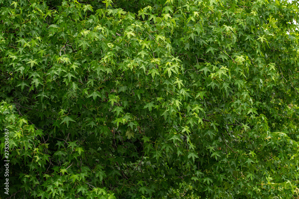 Repeating pattern from green fresh leaves of a plane tree Repeating pattern from green fresh leaves of a plane tree