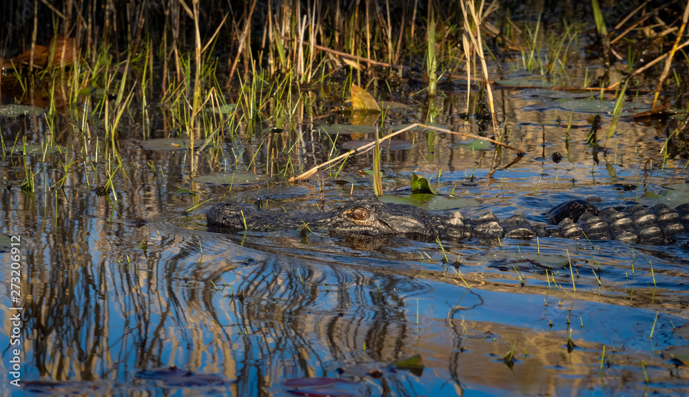 Fototapeta premium Alligator in water