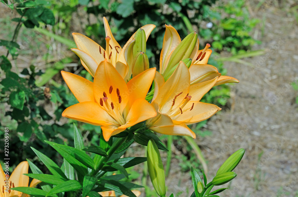Orange lily flower on a background of green leaves of lilies Orange lily flower on a background of green leaves of lilies