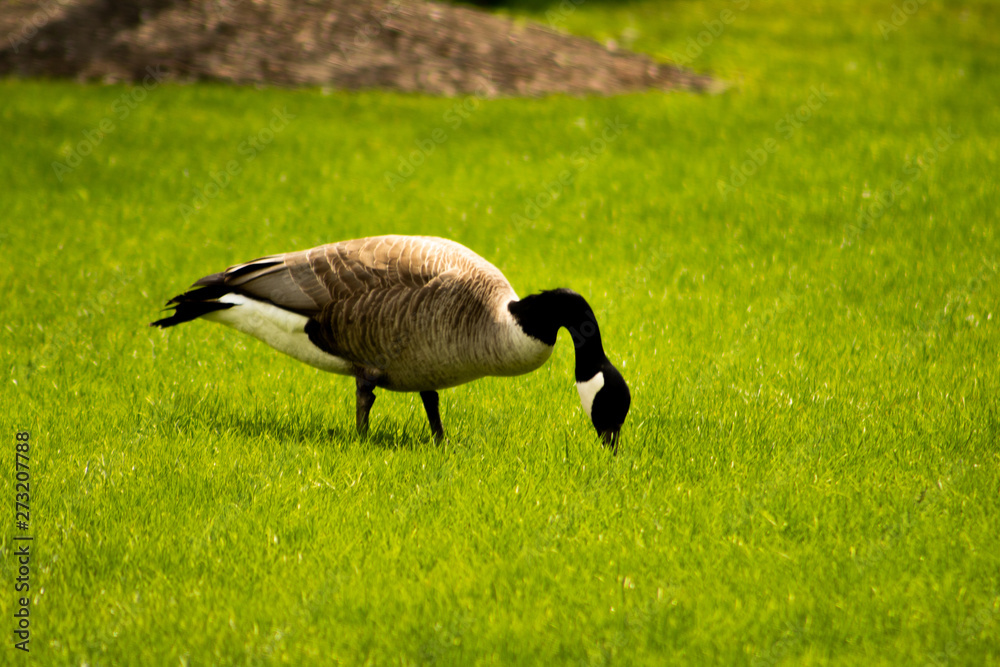 Goose in nature Goose in nature