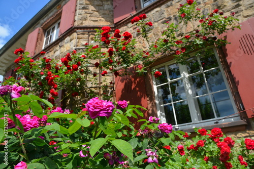 Dekorative Rosensträucher als Eingrünung an der Fassade einer älteren Sandstein-Villa © Hermann