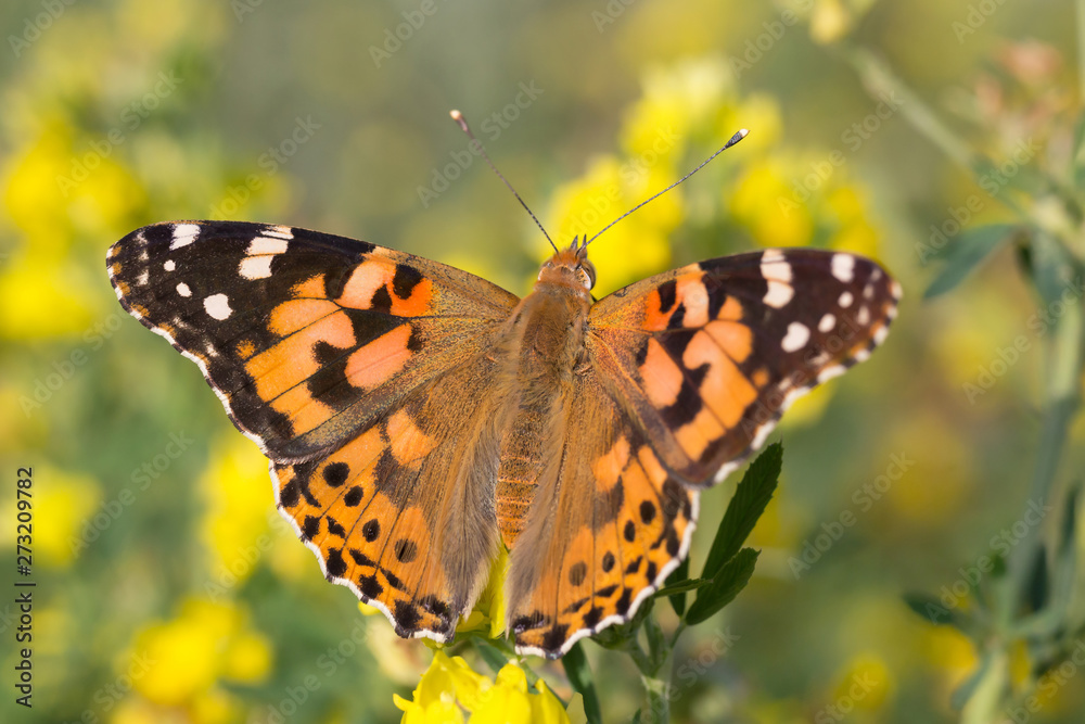 close up of Painted Lady butterfly on yellow flower close up of Painted Lady butterfly on yellow flower