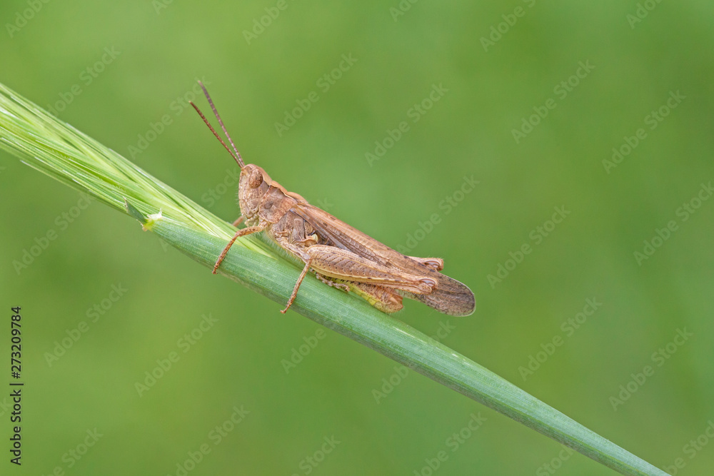 close up of grasshopper sitting on blade in grass close up of grasshopper sitting on blade in grass