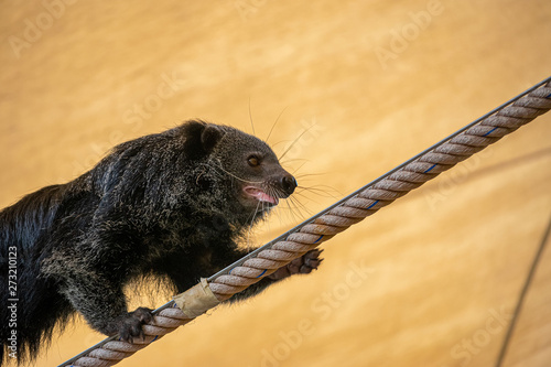 The Bearcat or Arctictis Binturong show is on the rope.