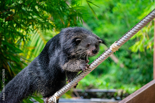 The Bearcat or Arctictis Binturong show is on the rope.