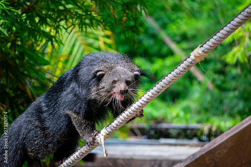 The Bearcat or Arctictis Binturong show is on the rope. photo