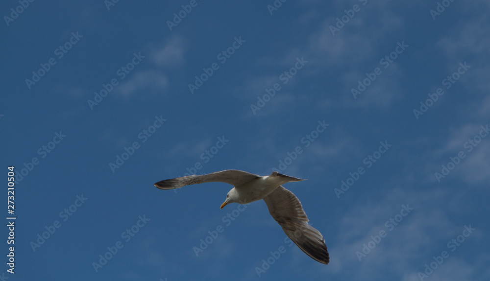 Single seagull flying away from the camera in a blue almost cloud free sky Single seagull flying away from the camera in a blue almost cloud free sky
