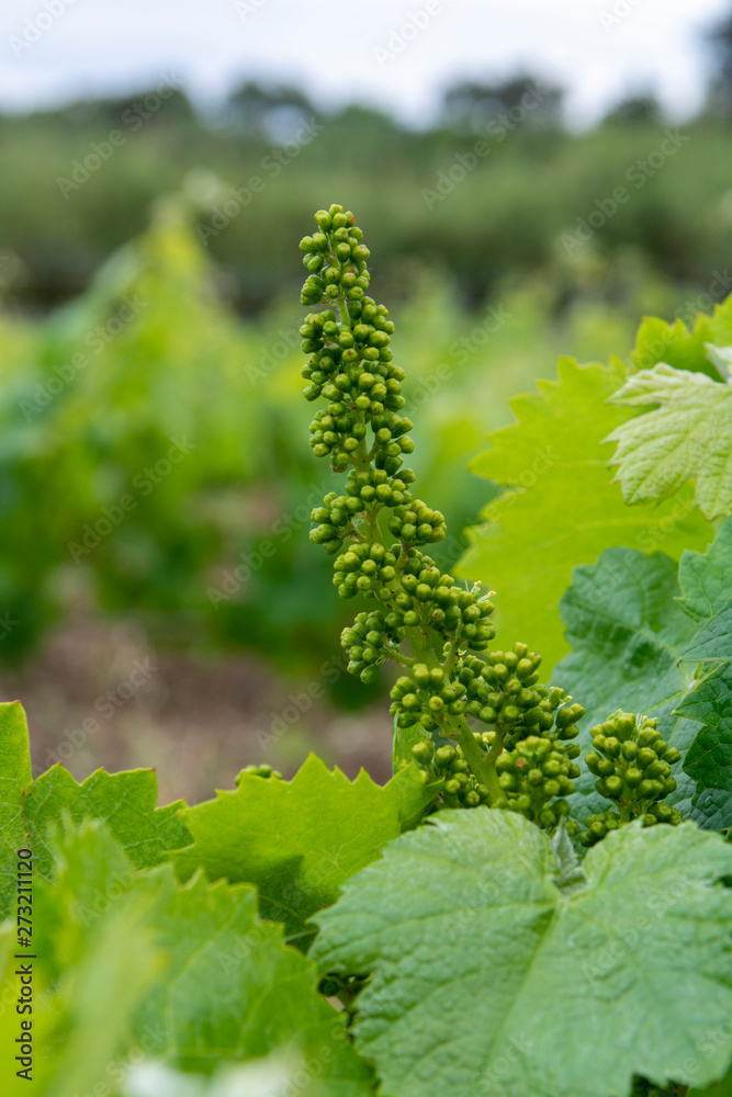 Young green unripe grape vines in vineyard close up Young green unripe grape vines in vineyard close up