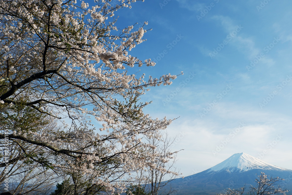 Top view of Fuji Mountain and Cherry blossom foreground, Kawaguchigo, Japan Stock Photo Top view of Fuji Mountain and Cherry blossom foreground, Kawaguchigo, Japan Stock Photo