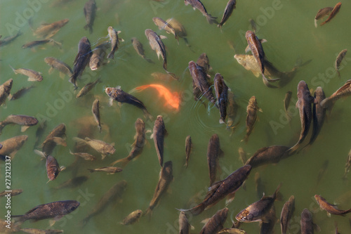 flock of fish swimming in the water, view from the top