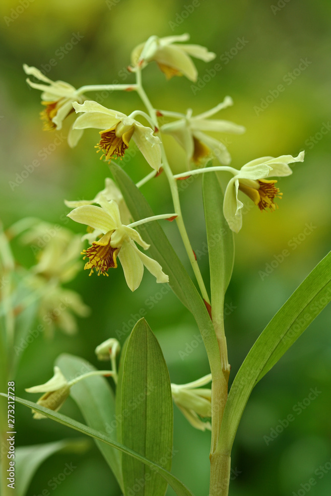 Beautiful exotic wild Dendrobium orchids from Thialand. Beautiful exotic wild Dendrobium orchids from Thialand.