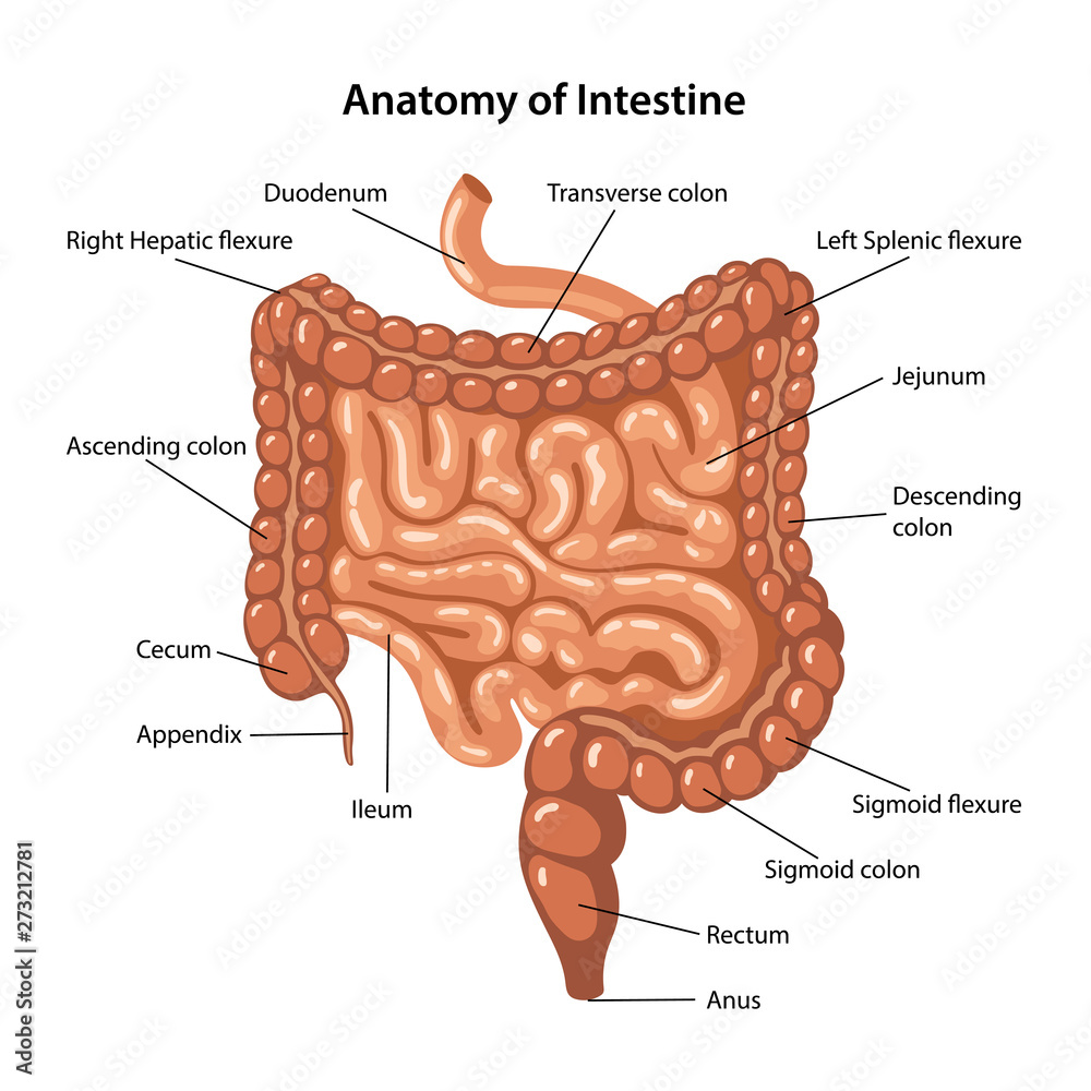 Anatomy Of Intestine Stock Vector Adobe Stock