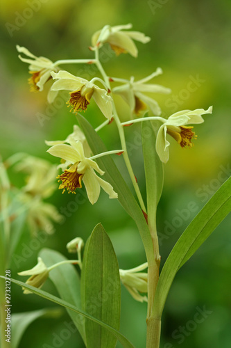 Beautiful exotic wild Dendrobium orchids from Thialand.