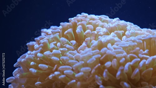 Colorful and beautiful Euphyllia - large-polyped stony coral in the sea or aquarium. Blue background. Slow motion. photo