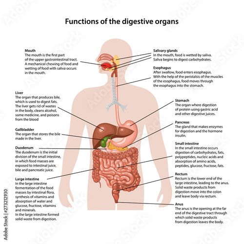 Functions of the digestive organs 