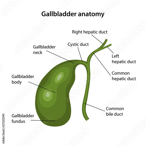 Anatomy of the gallbladder