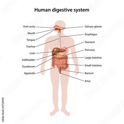 Human digestive system 