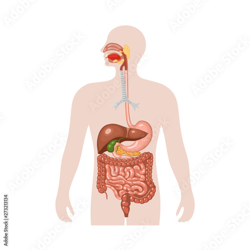 Human digestive system  photo