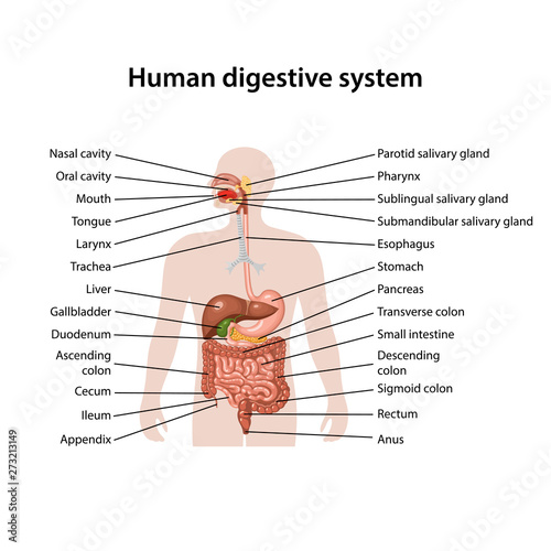 Human digestive system 