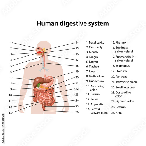 Human digestive system 