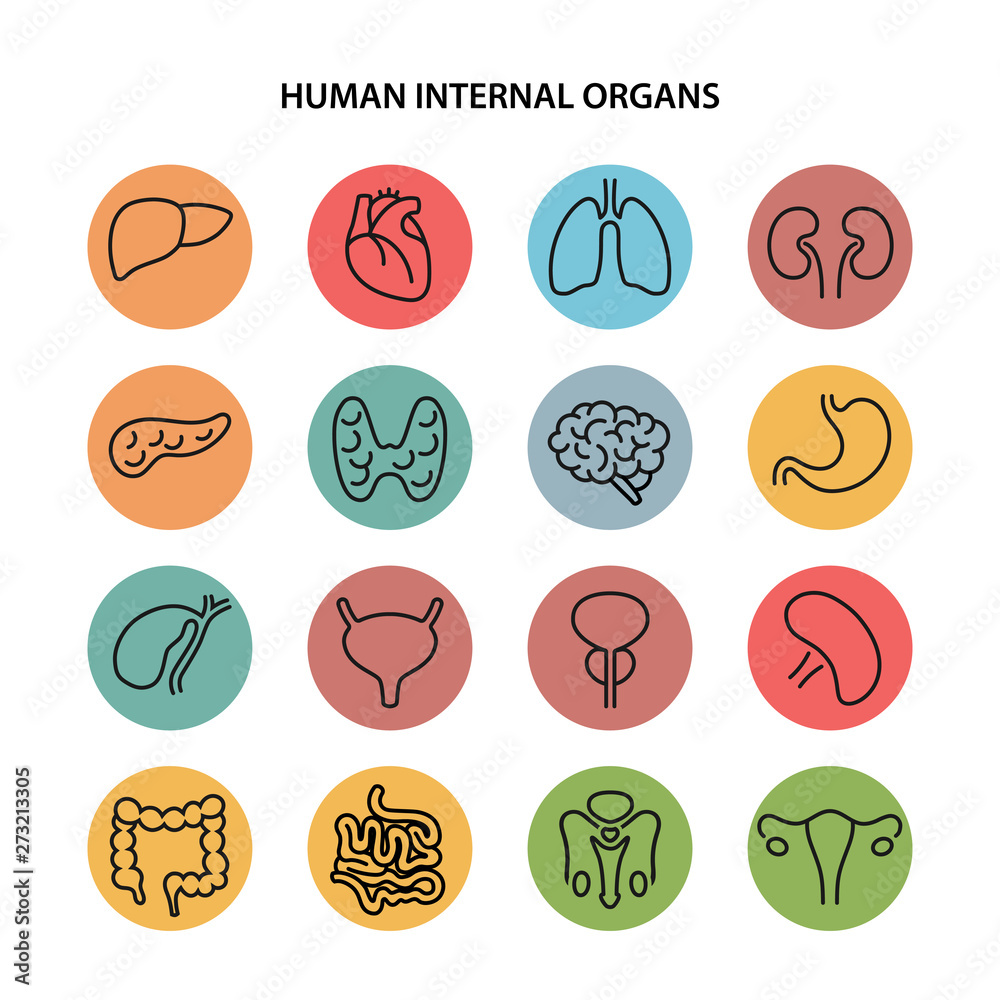 Set of round colored icons of human internal organs in outline style