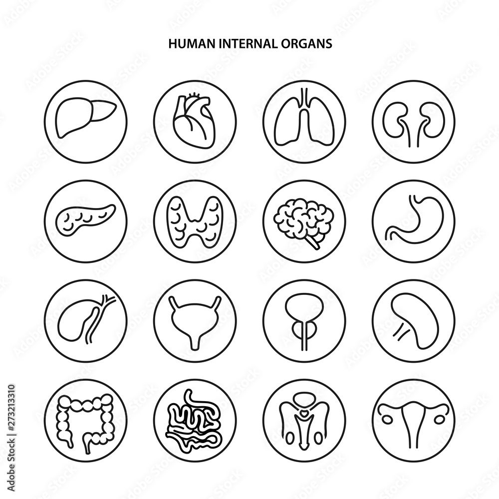Set of round black contour icons of human internal organs in outline ...