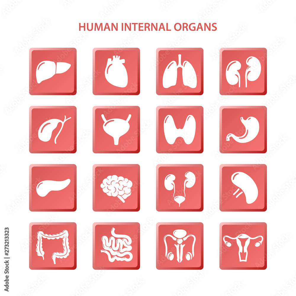 Set of icons of white human internal organs on red square buttons Set of icons of white human internal organs on red square buttons