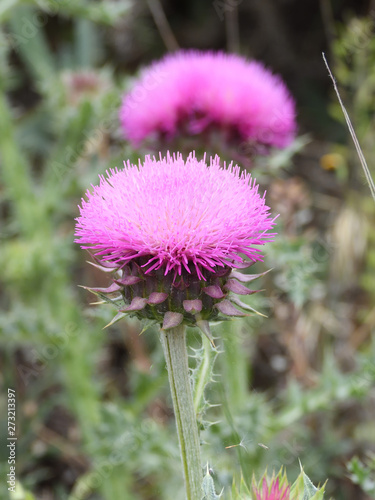 greenery and flowers