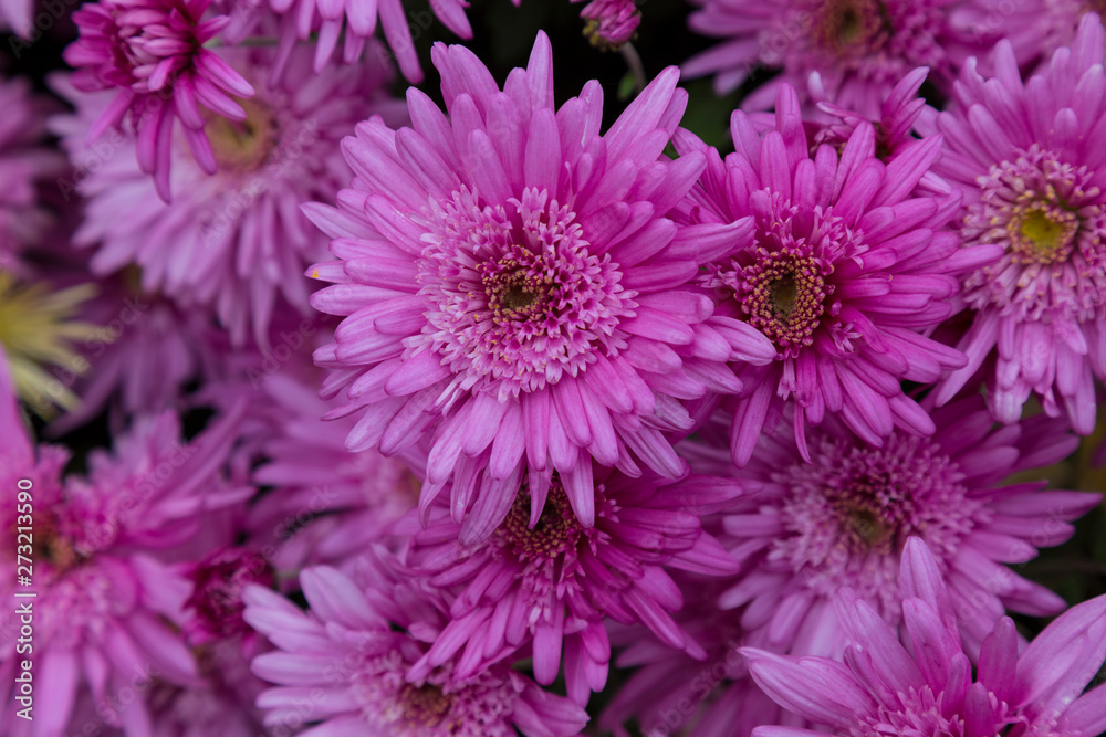 flowering pink garden chrysanthemums close-up, abstract background flowering pink garden chrysanthemums close-up, abstract background