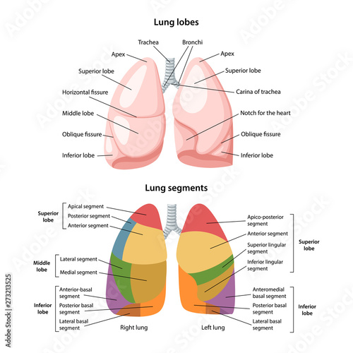 Lobes and segments of the lungs. Anterior view of the lungs with description of the corresponding lobes and segments. Anatomical vector illustration in flat style isolated over white background. photo