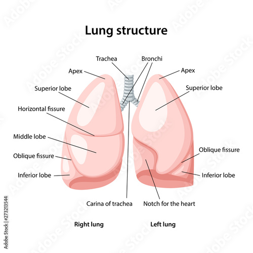 Structure of human lungs 