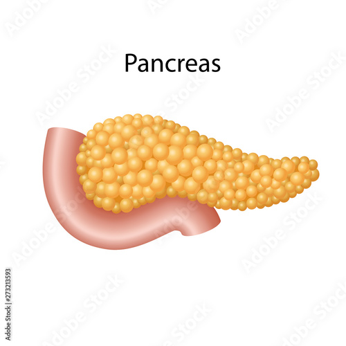 Internal digestive organs: pancreas and duodenum