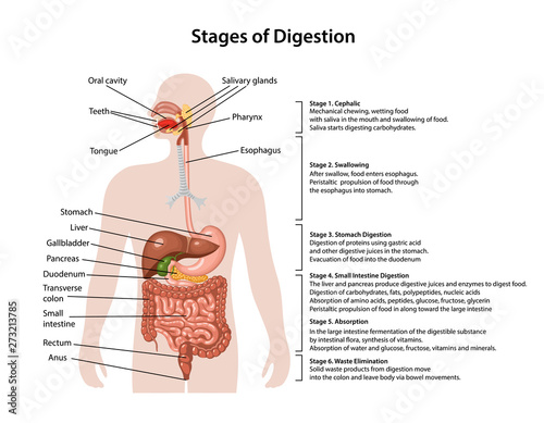 Anatomy of the human digestive system with description of the corresponding stages of digestion. Anatomical vector illustration in flat style isolated over white background. photo