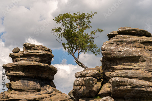 Tree Growing on a Ancient Rock Formation