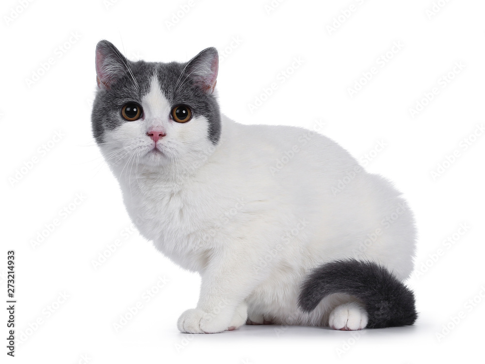 Cute blue with white British Shorthair kitten, sitting side ways. Looking to viewer with round brown eyes. isolated on white background.