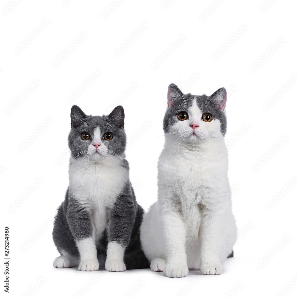 Cute duo of 2 blue with white British Shorthair kittens, sitting facing front. Looking to viewer with round brown eyes. isolated on white background. Cute duo of 2 blue with white British Shorthair kittens, sitting facing front. Looking to viewer with round brown eyes. isolated on white background.