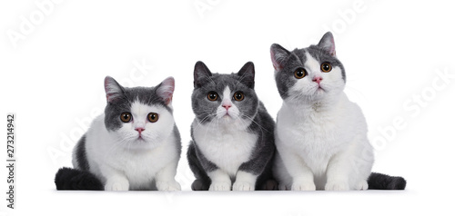 Cute row of 3 blue with white British Shorthair kittens, sitting facing front. Looking to viewer with round brown eyes. isolated on white background.