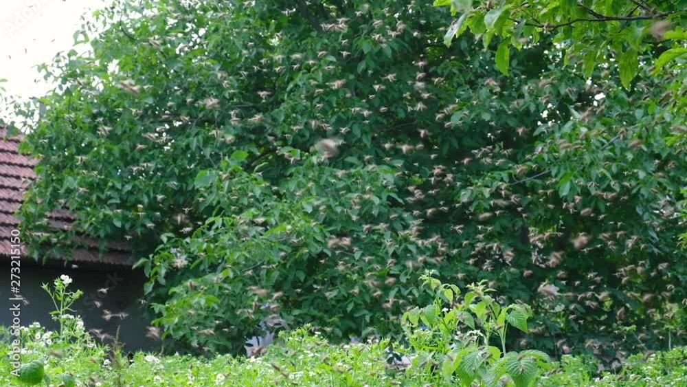Swarming bees. Formation of a new colony family bees. Bees that can fly at some point fly out of the hive. They re going on a branch of a tree. Slow-motion video