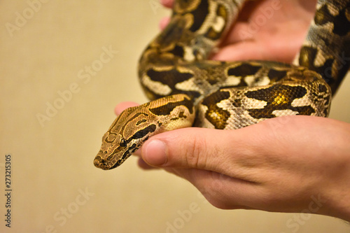 python on hand, snake on hand, man holds python