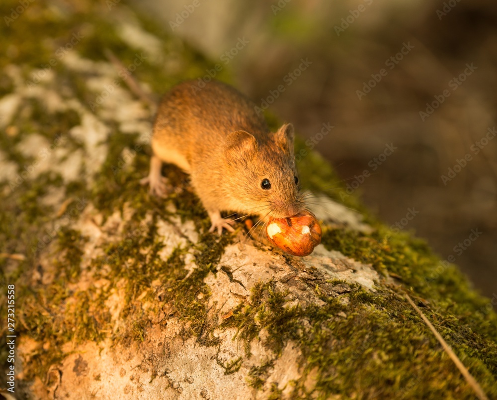 Rötelmaus (Myodes glareolus, Clethrionomys glareolus) mit Haselnuss im