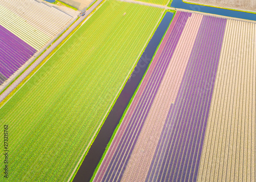 Aerial view of colorful blossom fields of tulips in Lisse photo