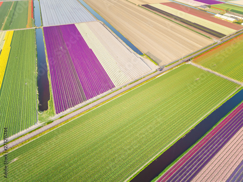Aerial view of colorful blossom fields of tulips in Lisse photo