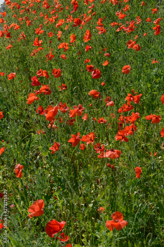 Many bright scarlet poppies on green background.