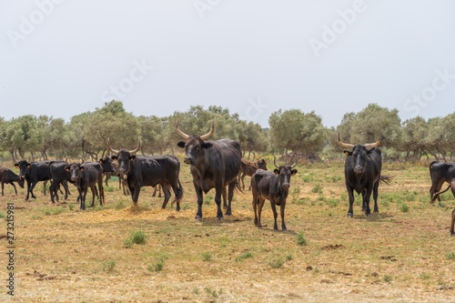 Saint-Bres, France - 06 06 2019: Herd of Camargue bulls © Franck Legros