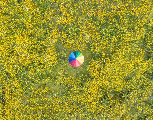 Aerial view of rainbow umbrella in the beautiful dandelion flower field in Fokida, Greece photo